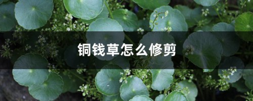 铜钱草怎么修剪