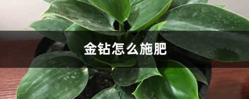 金钻怎么施肥