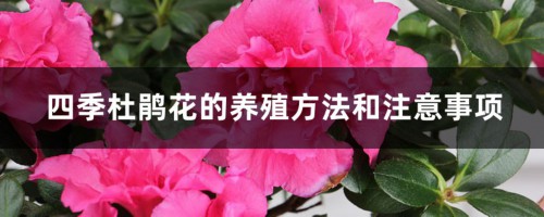 四季杜鹃花的养殖方法和注意事项