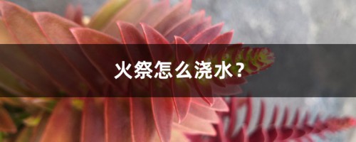 火祭怎么浇水？